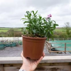 Wallflower 'Sugar Rush' -Dobies ERYS SUGARRU2L U35094