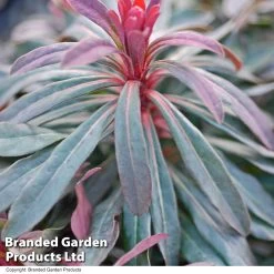 Euphorbia Martinii 'Walberton's Ruby Glow' -Dobies EUPH RUBYGLOW T01794