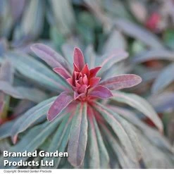 Euphorbia Martinii 'Walberton's Ruby Glow' -Dobies EUPH RUBYGLOW T01795