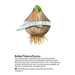 Snowdrop Bulbs - Common 5 Snowdrop Bulbs - Common -Dobies EXBULB 6