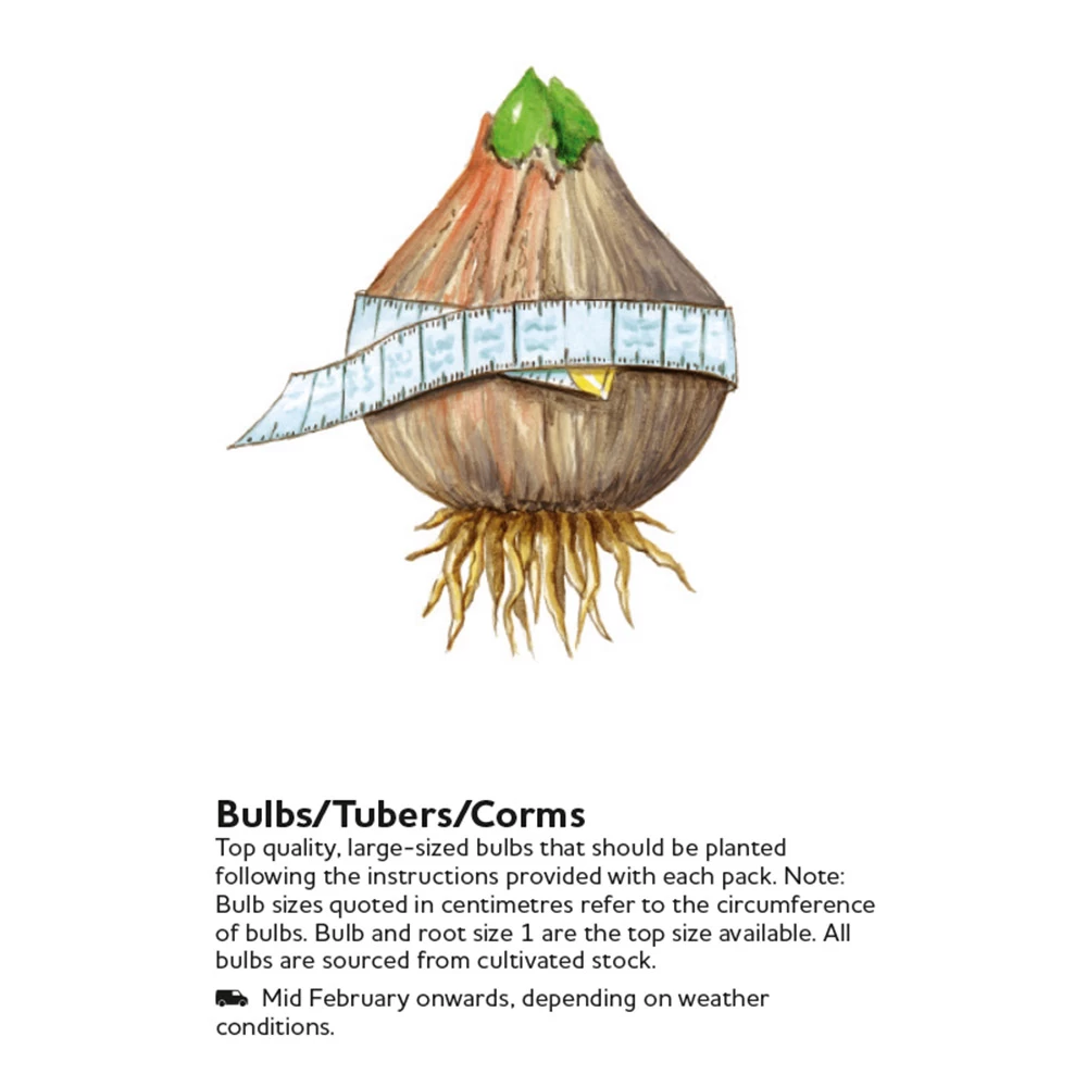 Snowdrop Bulbs - Common 3 Snowdrop Bulbs - Common - Image 3
