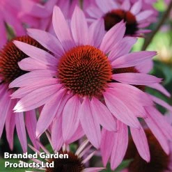 Echinacea 'Nectar Pink'