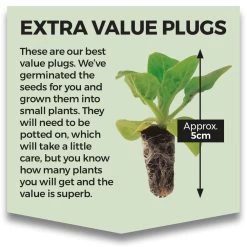 Senecio Cineraria 'Silver Dust' -Dobies ExValuePlug