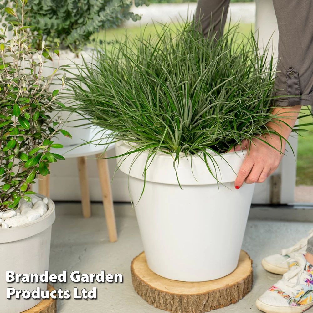 Fascicularia Bicolor 1 Fascicularia Bicolor