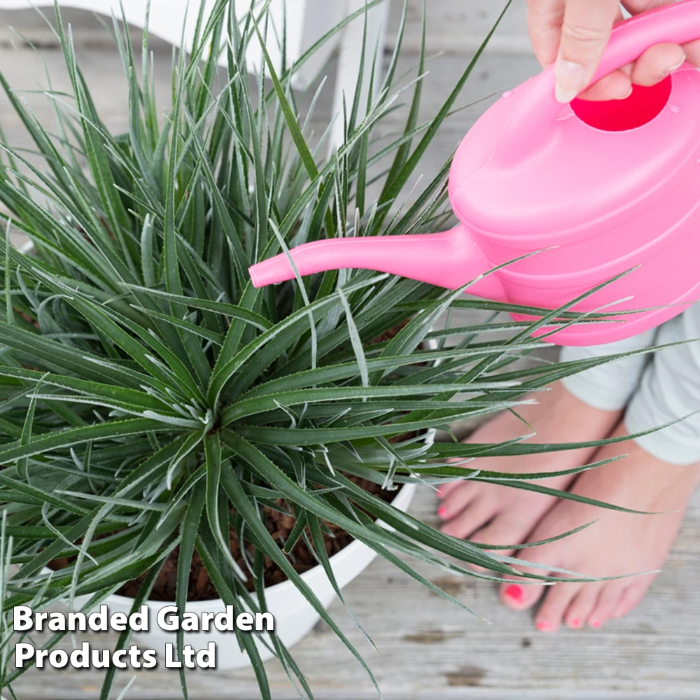 Fascicularia Bicolor 2 Fascicularia Bicolor - Image 2