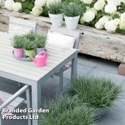 Fascicularia Bicolor 6 Fascicularia Bicolor -Dobies FASC BICOLOUR S25747