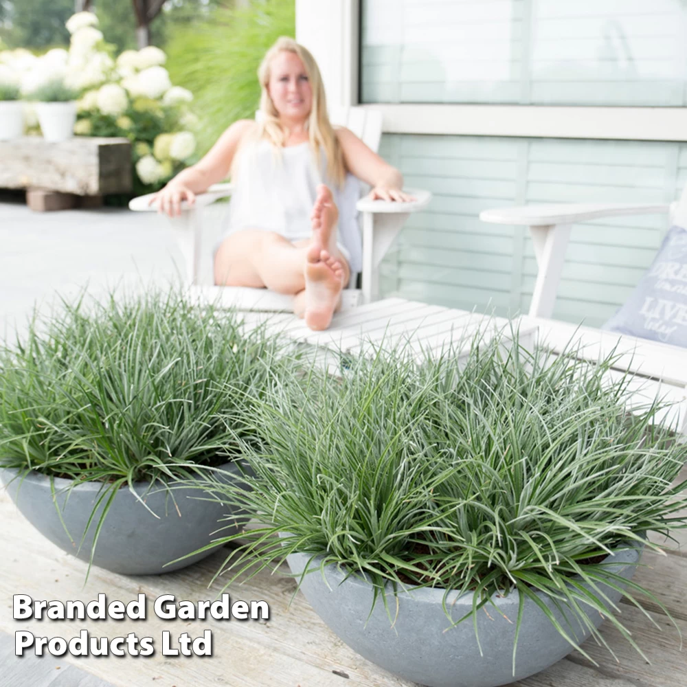 Fascicularia Bicolor 4 Fascicularia Bicolor - Image 4