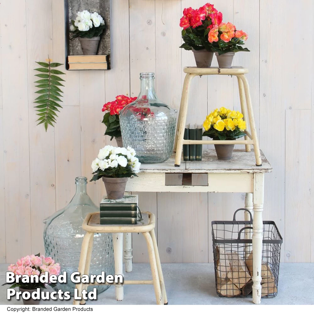 Artificial Begonia In Grey Pot Colour Collection 1 Artificial Begonia In Grey Pot Colour Collection