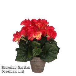 Artificial Begonia Pink In Grey Pot