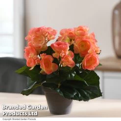 Artificial Begonia Salmon In Grey Pot