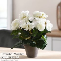 Artificial Begonia White In Grey Pot