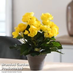 Artificial Begonia Yellow In Grey Pot