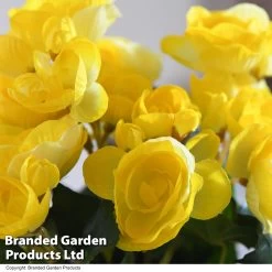Artificial Begonia Yellow In Grey Pot -Dobies FAUX BEGONIAYE T48455