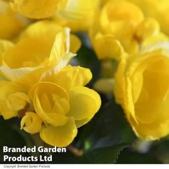 Artificial Begonia Yellow In Grey Pot -Dobies FAUX BEGONIAYE T48456