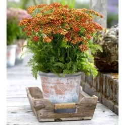 Achillea Plant - Milly Rock Red