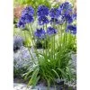 Agapanthus 'Blue Thunder'