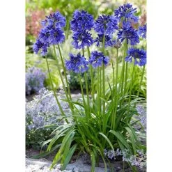 Agapanthus 'Blue Thunder'