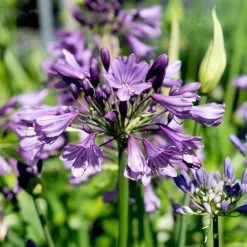 Agapanthus 'Poppin' Purple' -Dobies FLSAGA38287