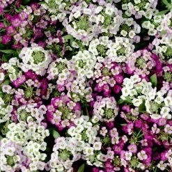 Alyssum 'Clear Crystal Mixed' -Dobies FLSALY37808