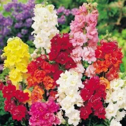 Antirrhinum Seeds - Madame Butterfly F1