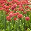 Armeria Plants - Ballerina Red