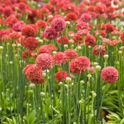 Dobies 12 Armeria Plants - Ballerina Red