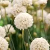 Armeria Plants - Ballerina White