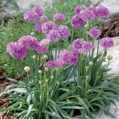 Dobies 10 Armeria Plant - Ballerina Purple Rose