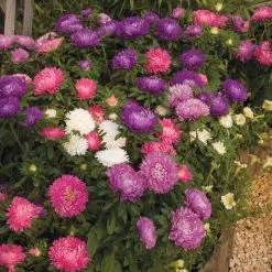 Aster 'Starlight Mixed' -Dobies FLSAST21696