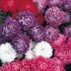 Aster Seeds - Milady Mixed