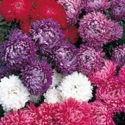 Aster Seeds - Milady Mixed