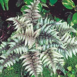 Athyrium Niponicum F. Metallicum