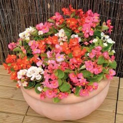 Begonia Plants - F1 Heaven Mixed -Dobies FLSBEG15223