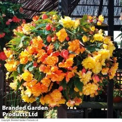 Begonia X Tuberhybrida 'Apricot Shades Improved' F1 Hybrid