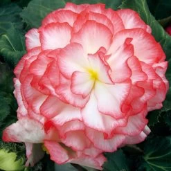 Begonia 'Nonstop Rose Petticoat' -Dobies FLSBEG36336