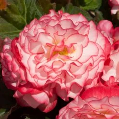 Begonia 'Nonstop Rose Petticoat' -Dobies FLSBEG37939