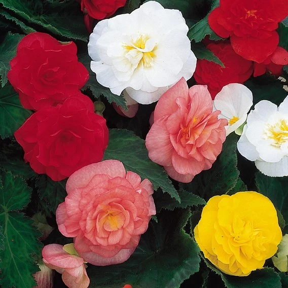 Begonia 'Nonstop Mixed' 6 Begonia 'Nonstop Mixed' - Image 6
