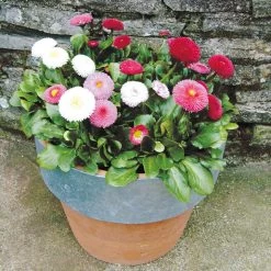 Bellis Spring Star Mix