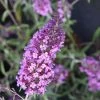 Buddleja Davidii Sophie®