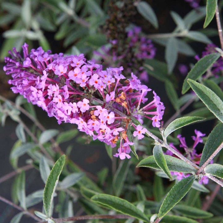 Buddleja Davidii Sophie® 2 Buddleja Davidii Sophie® - Image 2