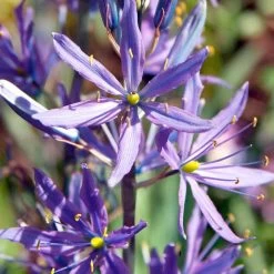 Camassia Bulbs - Leichtlinii Caerulea