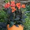 Canna X Generalis 'Cannova Bronze Orange'