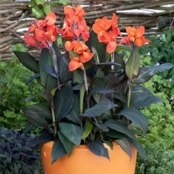 Canna X Generalis 'Cannova Bronze Orange'