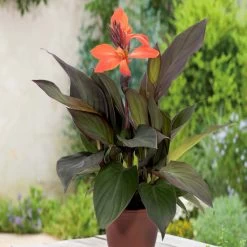 Canna X Generalis 'Cannova Bronze Orange' -Dobies FLSCAN34442