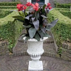 Canna X Generalis 'Cannova Bronze Orange' -Dobies FLSCAN34443