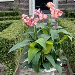 Canna Plant - Cannova Mango -Dobies FLSCAN34448