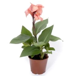 Canna Plant - Cannova Mango -Dobies FLSCAN34451