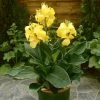 Canna Plant - Cannova Yellow