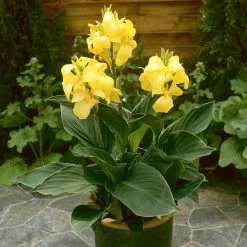 Canna Plant - Cannova Yellow