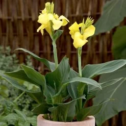 Canna Plant - Cannova Yellow -Dobies FLSCAN34459